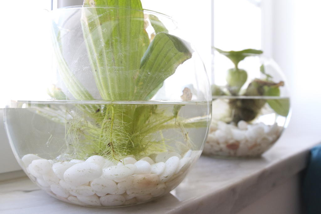 Green House باليال المظهر الخارجي الصورة